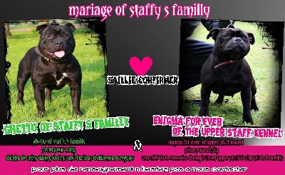 Of Staffy's Familly - LES BEBES SONT ARRIVER