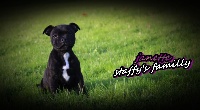 janette of staffy's familly