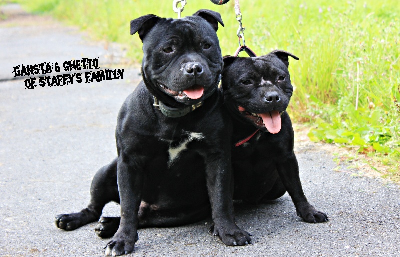 Ghetto Of Staffy's Familly
