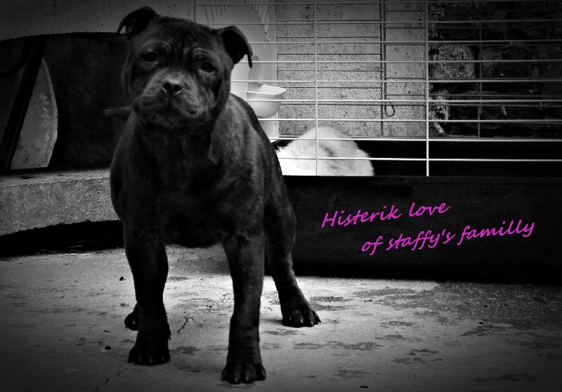 Hysterik love Of Staffy's Familly