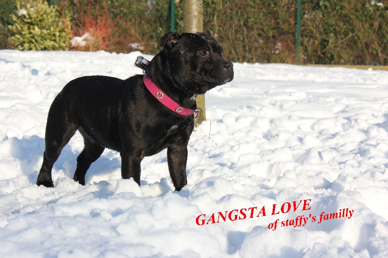 Gangsta love Of Staffy's Familly