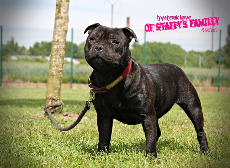 Hysterik love Of Staffy's Familly