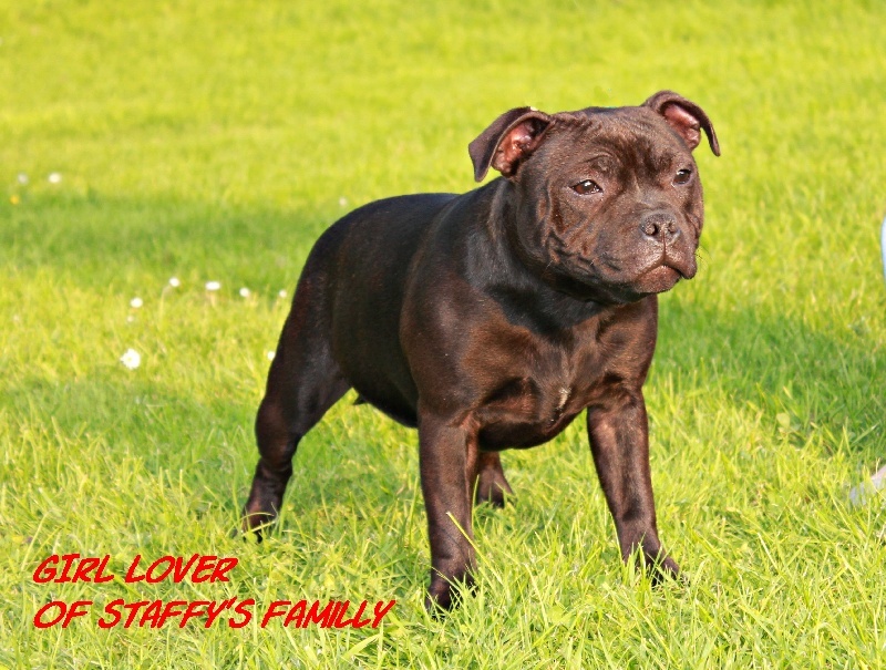 Girl lover Of Staffy's Familly