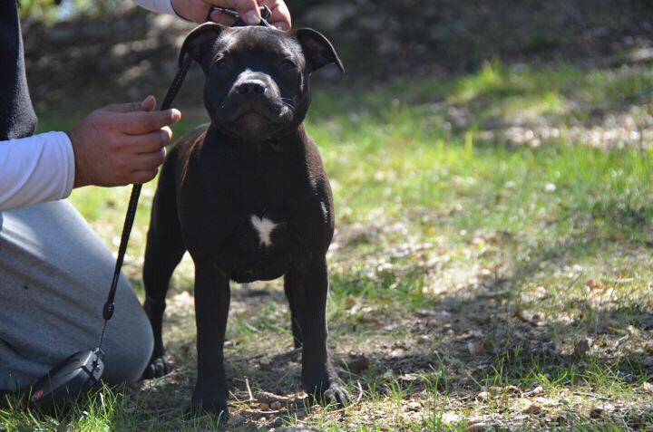 Good speed Of Staffy's Familly